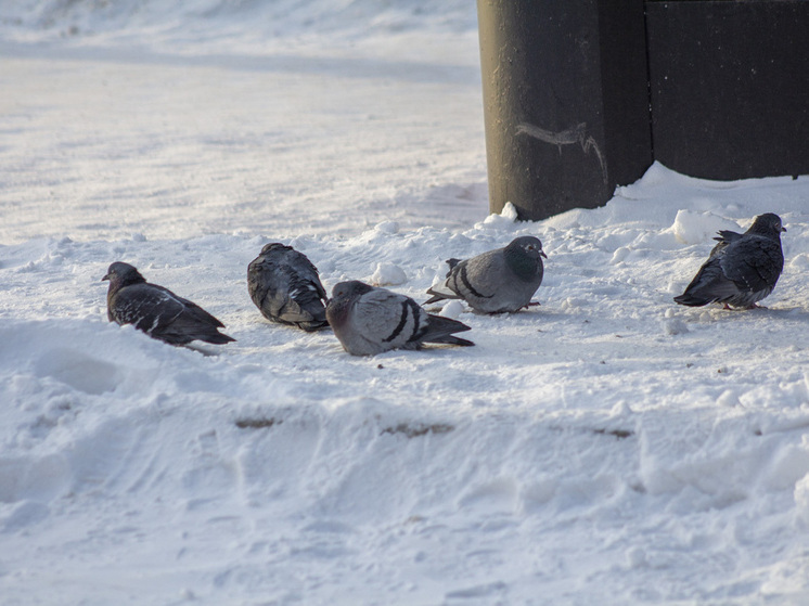 Аномальное тепло в Новосибирске привело к образованию огромных луж
