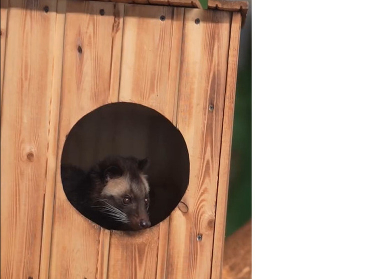 В Новосибирском зоопарке впервые показали детенышей масковых пальмовых циветт