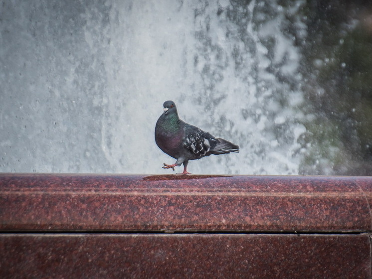 В аэропорту Толмачево задержали пассажира с незаконно ввезенными голубями