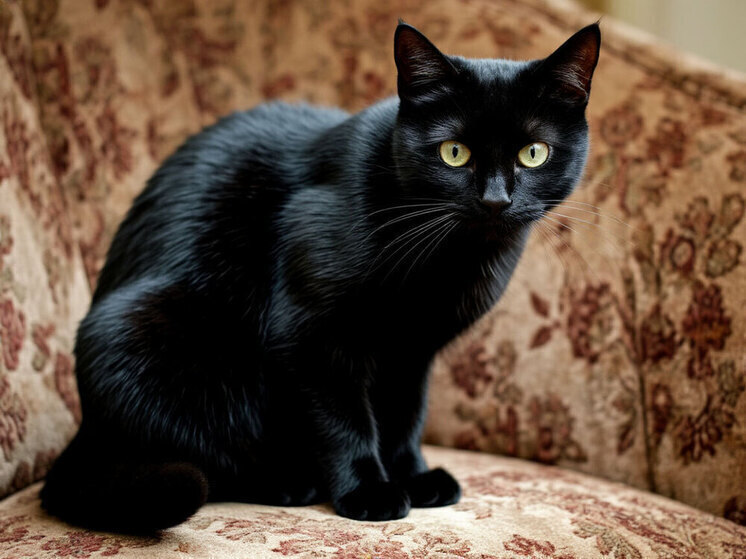 Исследование показало, какие любимые животные у россиян