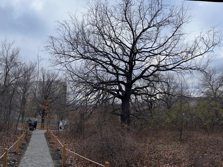 В Саратове стартовал второй этап реконструкции Ботанического сада