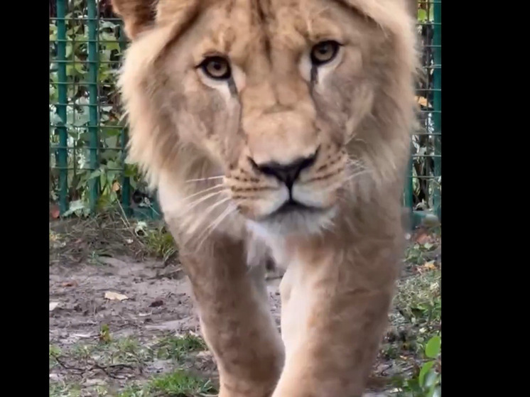 Пушистая троица: львятам из белгородского зоопарка исполнилось 2 года