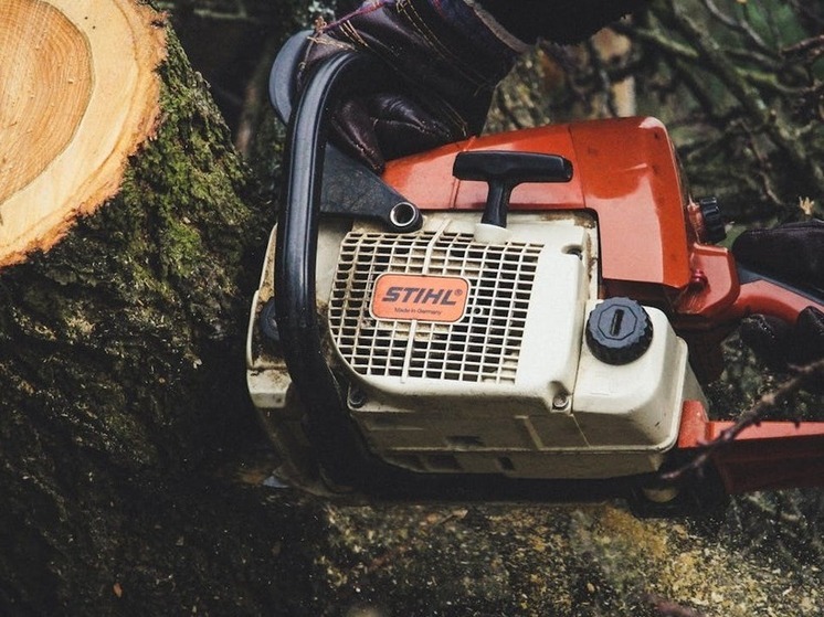 В лесу Дагестана незаконно вырубили деревья на сумму 1 млн рублей