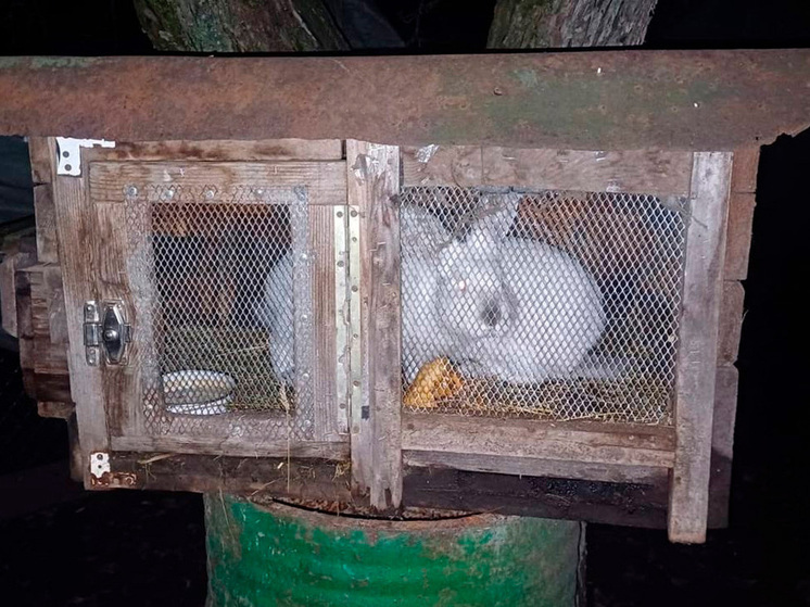 В Липецкой области раскрыта «кроличья» кража