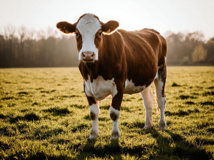 Карантин из-за пастереллёза ввели в СНТ «Падь Лапочкина» в Чите