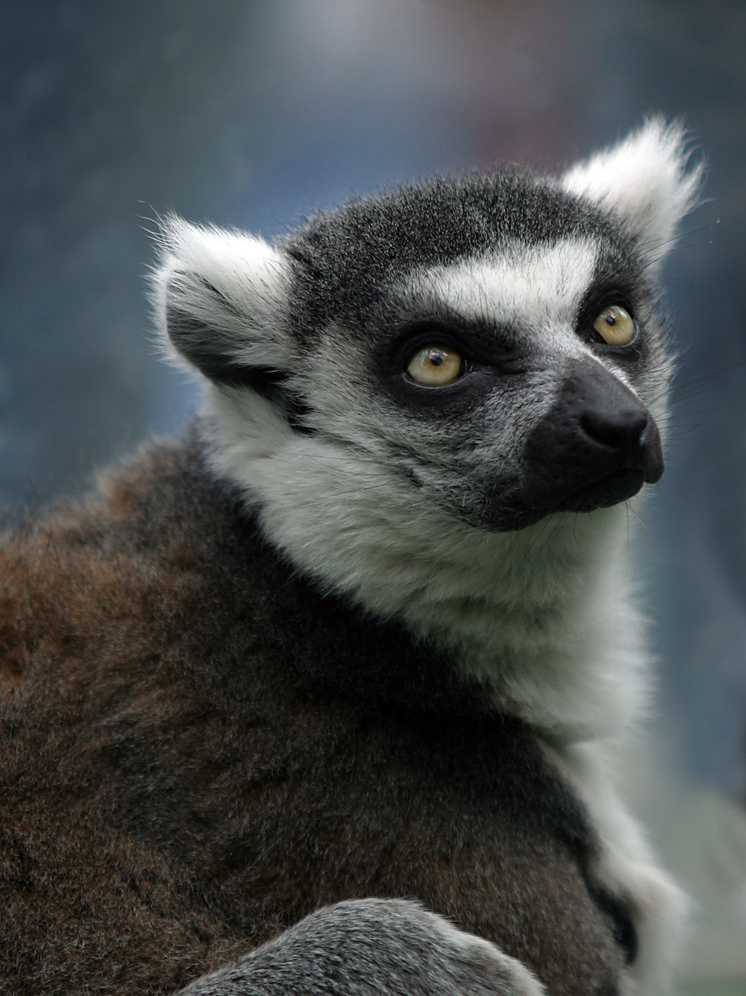 Жители Мадагаскара съедают 13000 лемуров в год