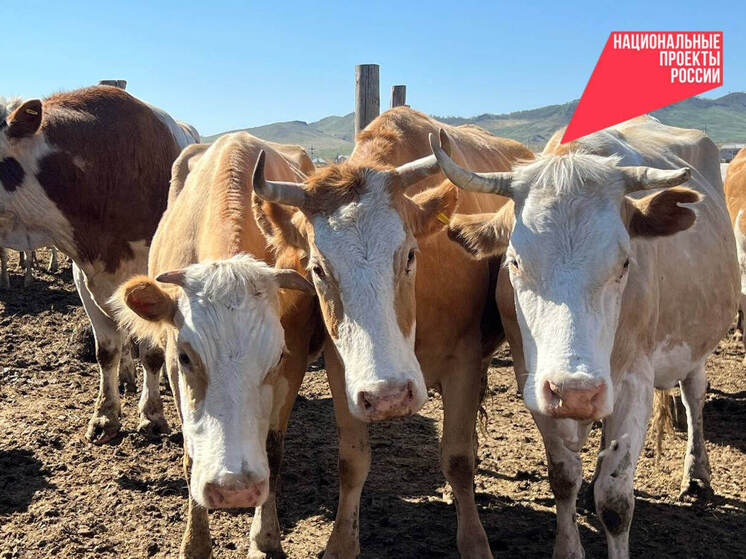 Ветеран СВО из Бурятии вернулся в район для развития агробизнеса