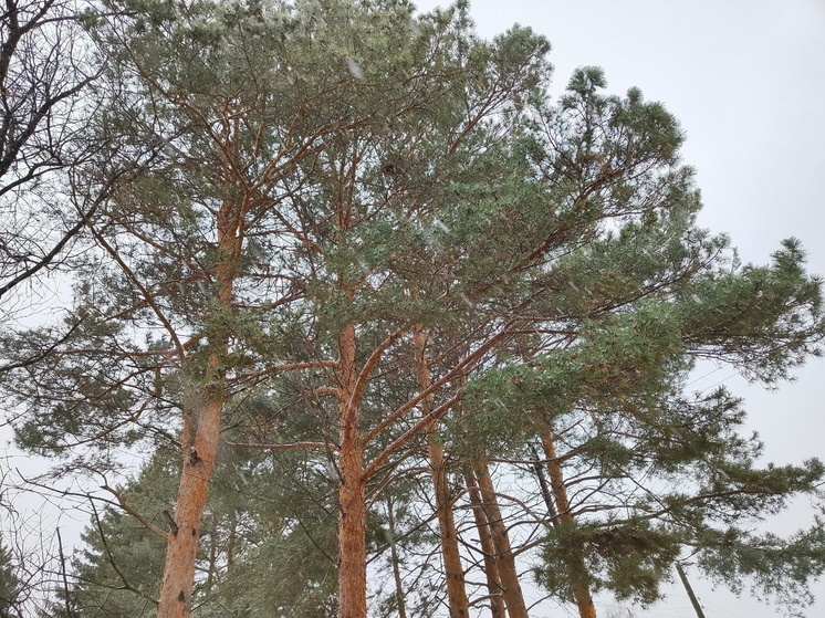 В Омской области сократилось количество незаконных вырубок леса