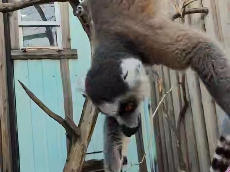 В южном парке «Малинки» Ростовской области лемуров переместили в зимний вольер