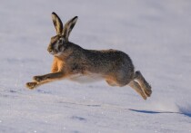 Согласно масштабному социологическому исследованию The Berlin Pulse, проведенному Фондом Кёрбера, почти каждый второй немец, а если быть точным, 47 процентов респондентов, рассматривает Россию в качестве значительной военной угрозы (Россия неоднократно заявляла, что не планирует никаких недружественных действий в отношении стран ЕС и НАТО — прим. «МК»).