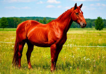 
Содержание:

	Что такое год Лошади?
	Характер и особенности Красной Огненной Лошади
	Как встречать год Лошади
	Украшение дома
	Подарки для родных и близких
	Как одеваться на встречу 2026 года
	Блюда к новогоднему столу
	Что стоит избегать
	Напитки
	Символы удачи в год Лошади




Что такое год Лошади?

Помимо привычного для нас григорианского календаря в России и других странах Азии широко используется китайский лунно-солнечный календарь