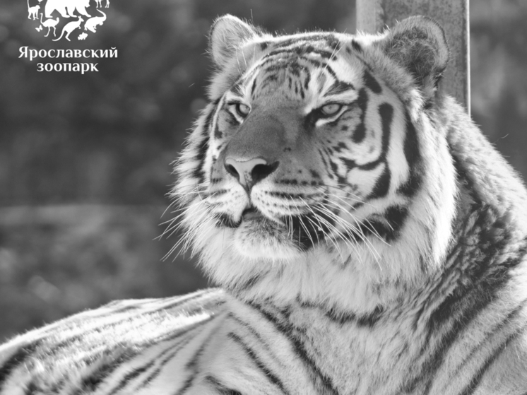 В Ярославском зоопарке скончался амурский тигр