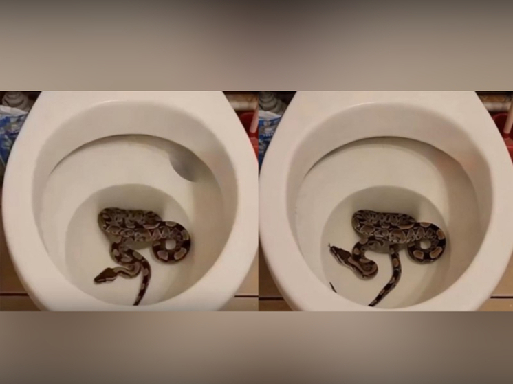 Змея пробралась в квартиру жителя Петрозаводска по канализационным трубам