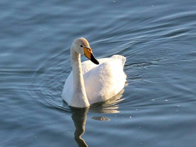 Сахалинские экологи призвали не спасать лебедей от морозов