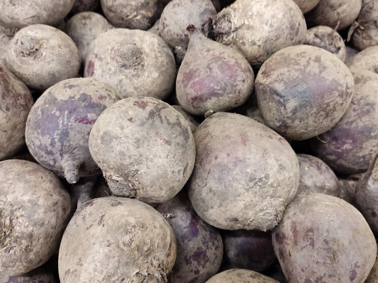 Новгородская земля «уродила» в этом году более 8 тысяч тонн свеклы