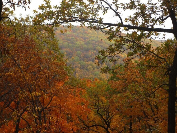 В Саратовской области ввели плату за отстрел лисиц