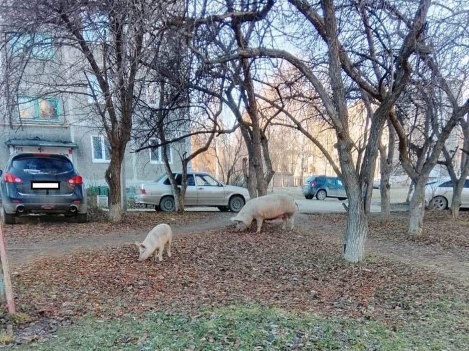 Свиньи все еще гуляют по Ревде, несмотря на решение суда