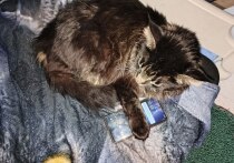 Российский оператор сотовой связи доказал превосходство в сегменте частных сетей, выйдя на первое место в ежегодном аналитическом исследовании ComNews «Корпоративные сети Private LTE/5G в России и Казахстане»