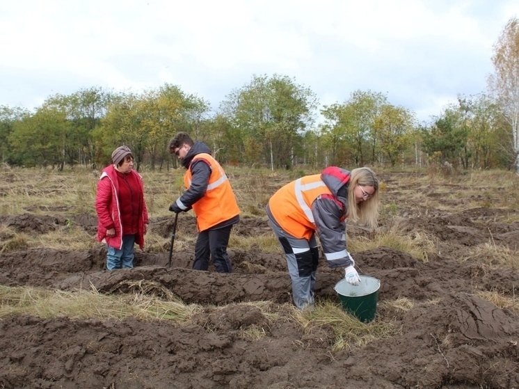 На Курщине восстановили 16 гектаров леса