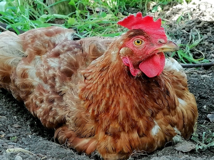 Новгородцам рассказали о кишащих в курице антибиотиках