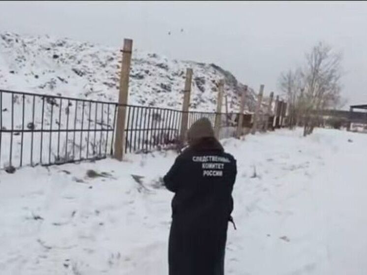 В Братске стая агрессивных собак загрызла 61-летнего мужчину у полигона ТБО