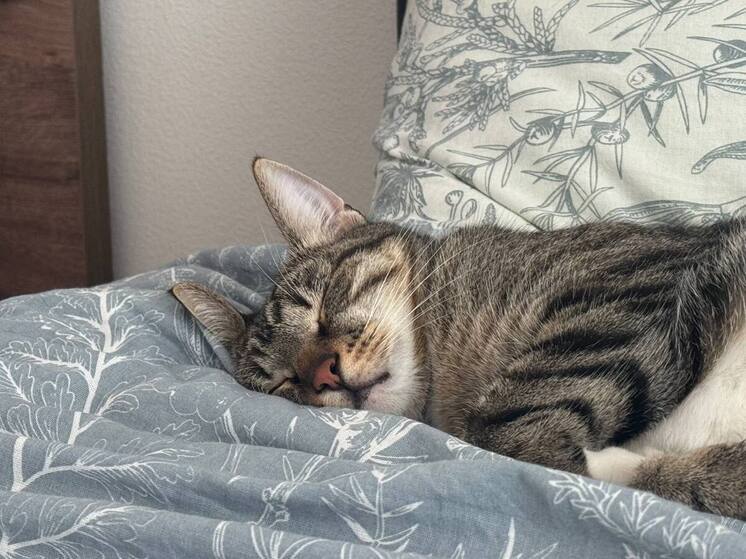 Многие после долгих лет отношений приходят к выводу, что лучше спать раздельно, так как у каждого может быть разный режим работы, сна и бодрствования. Даже Агутин и Варум спят в разных спальнях, и возможно, это сыграло большую роль в их многолетнем союзе. Правильно ли спать раздельно, или же наоборот, это разрушает отношения и отдаляет партнеров? 