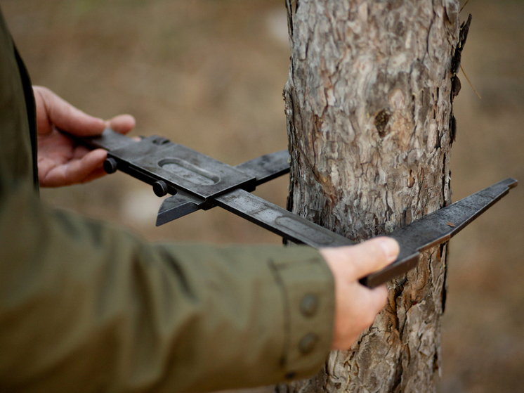 В лесах Кировской области выявлены сотни гектаров, требующих оздоровления