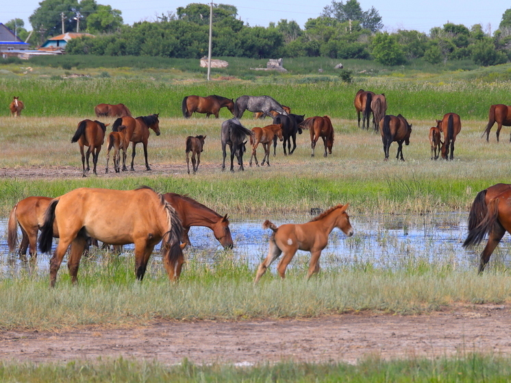 Двум лошадям с Южного Урала запретили выезжать в Казахстан