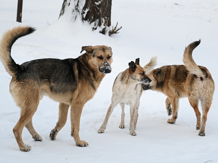 В Челябинске появится муниципальная служба по отлову животных