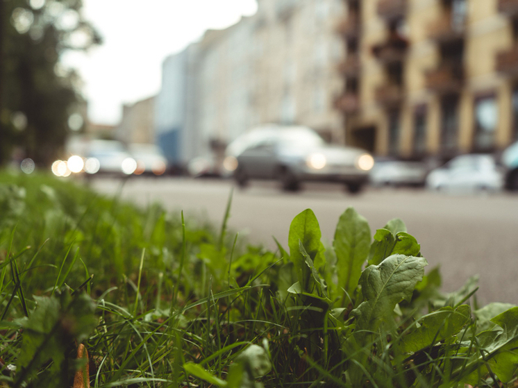 Зелёная революция: в Тамбове запускают масштабную программу реанимации газонов