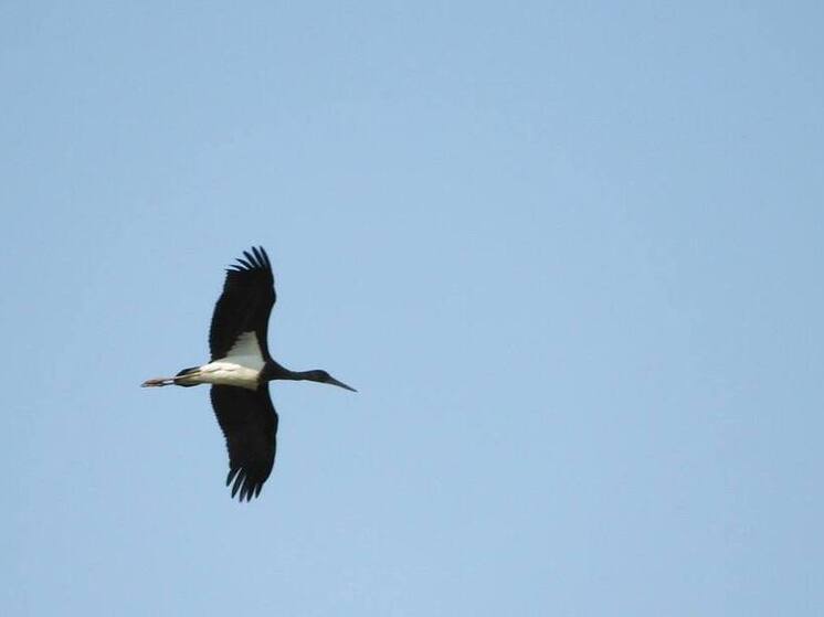 В Курской области создали охранную зону для гнезда черного аиста