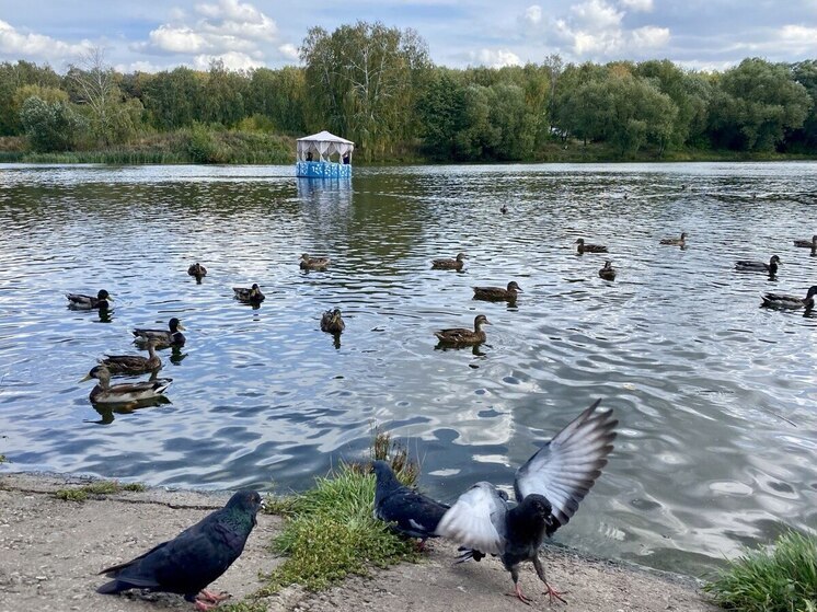 В Рязани за пять лет снизилась запылённость воздуха и уровень никеля