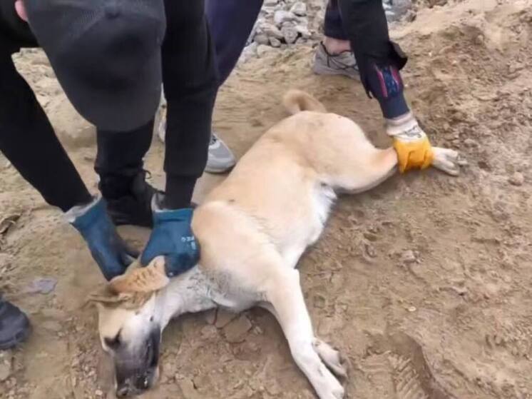 Около 20 бродячих собак отловили в Каспийске