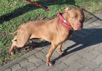 Трагедия в Техасе: 23-летняя няня Мэдисон Халл присматривала за собаками, которые ее же и убили