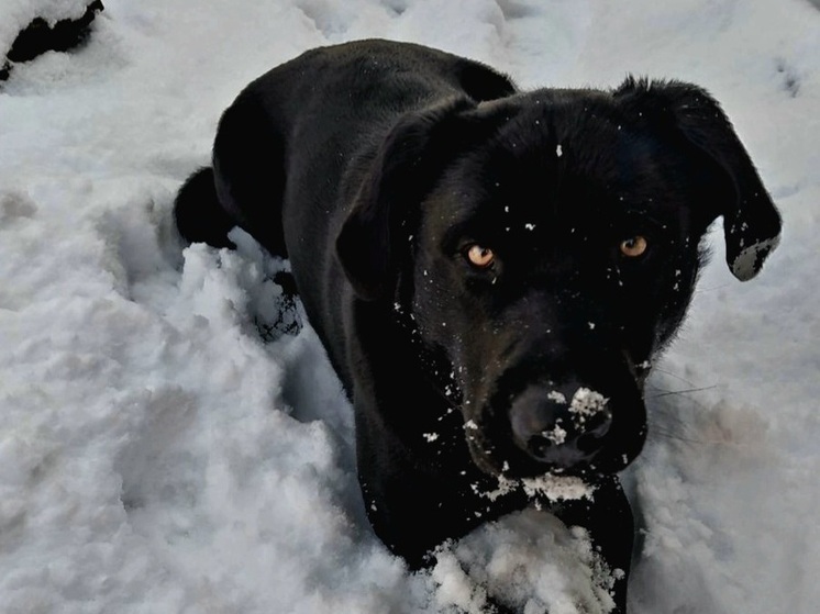 Ветеринары рассказали, как подготовить питомца к зиме