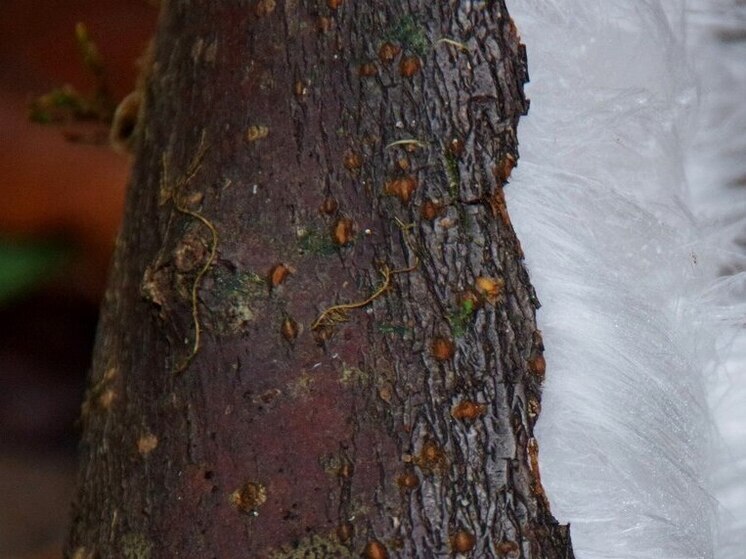 В Серпухове встретились в лесу «Ледяные волосы»