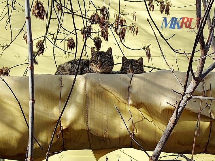 Глава калужского минстроя прокомментировал ситуацию с отоплением в Козельске