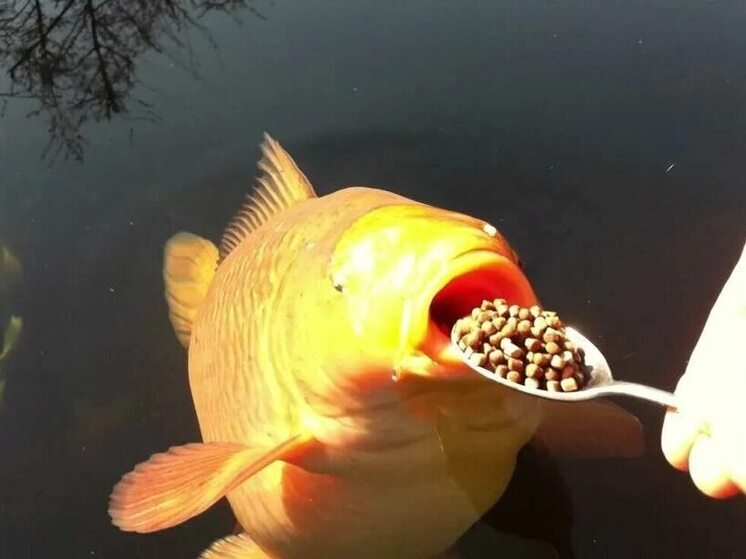 В Карелии исследователи создали принципиально новую добавку к корму для рыб