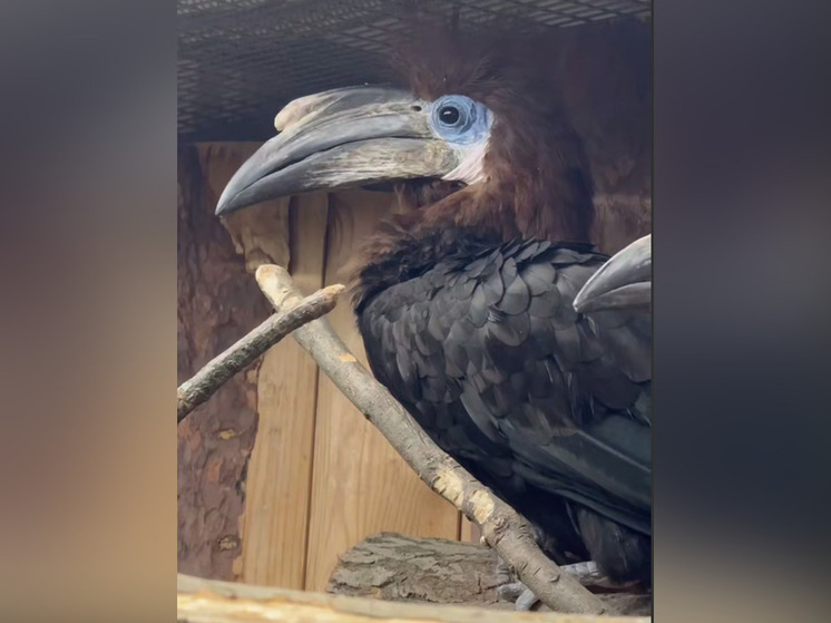 В Ленинградском зоопарке рассказали об экзотических птицах калао