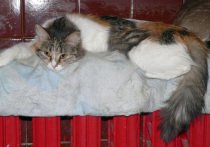 В Подмосковье нагрянули ночные холода — и полетели первые жалобы