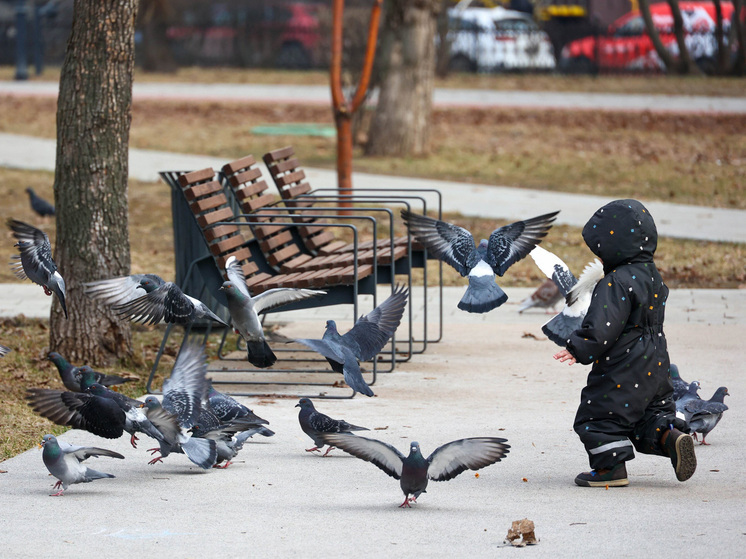 Российские ученые научились превращать голубей в биодроны
