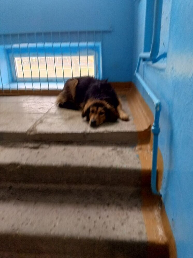 Стая из пяти собак терроризирует жителей дома на Садовой в Новомосковске