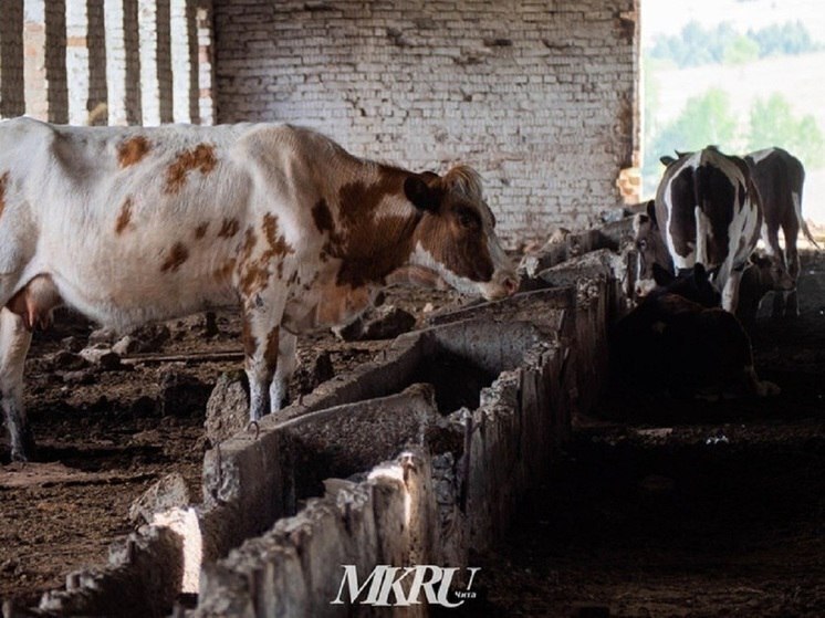 Ряд ограничений ввели в Забайкалье из-за вспышки пастереллеза