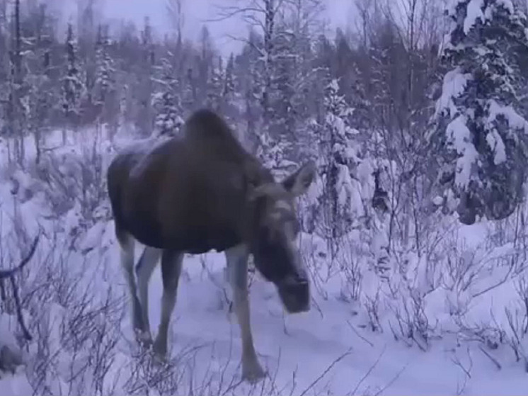 Вслед за оленями на дороги Ямала начали выходить лоси