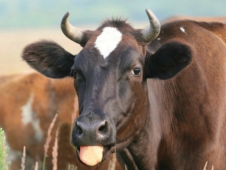 В Бурятии  грузовик взрезался в рейсовый автобус после столкновения с коровой