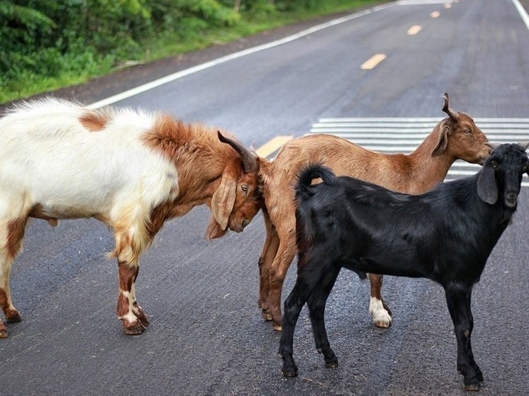 В Бурятии штрафстоянки напугали бесконтрольно пасущийся скот