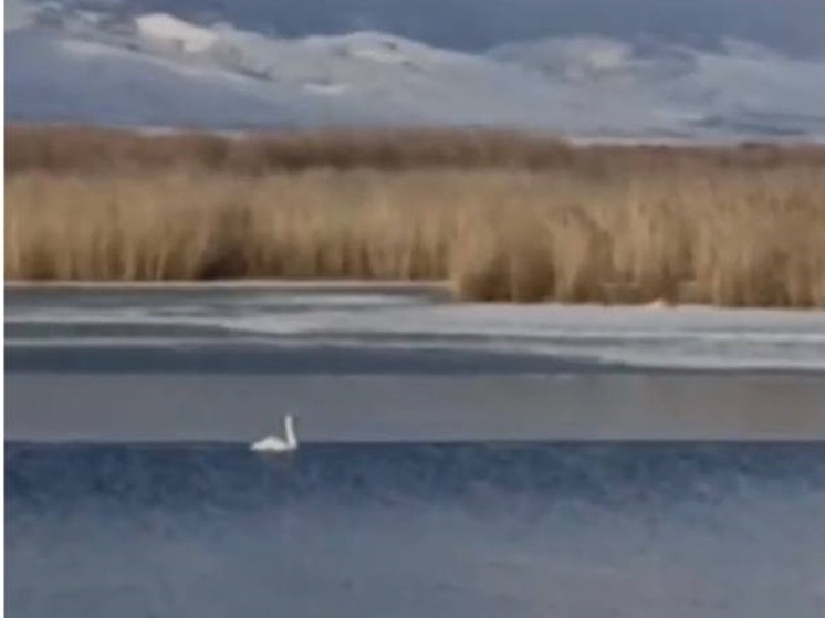 Жители Бурятии просят спасти лебедя, попавшего в ледяную ловушку на Цайдамских озерах