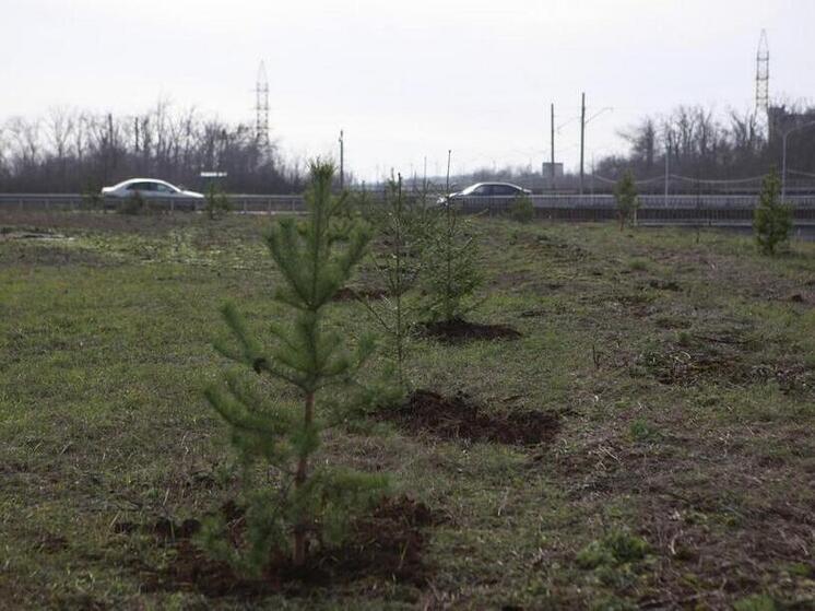 В Волновахе высадили участок защитной лесополосы из 80 деревьев