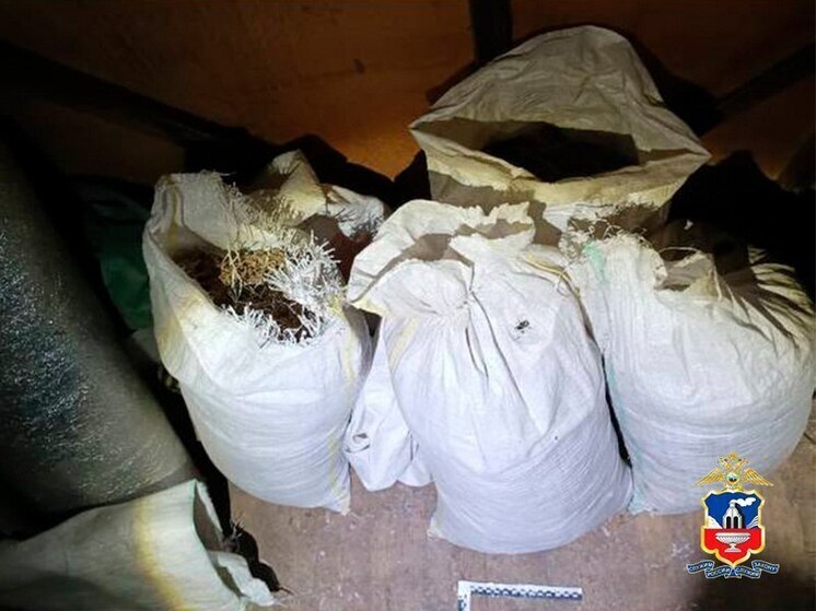 Житель Алтайского края заготовил на зиму и хранил дома 18 кг «дурман-травы»