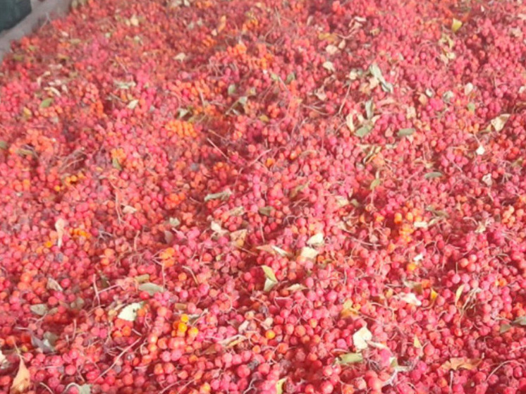 В Курской области заготовлено более 3,5 тонн семян для восстановления лесов